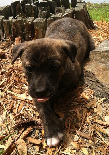 Pepper