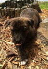 Pepper