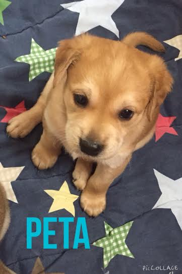 Peta