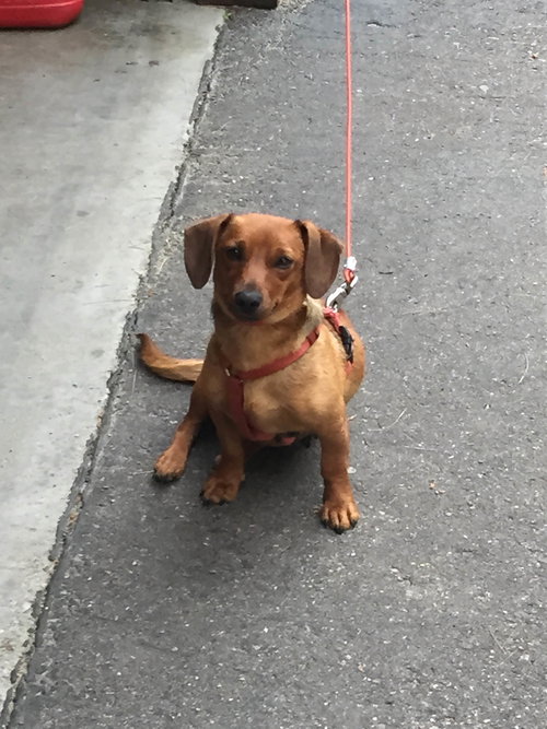 Daphne