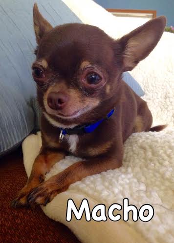 Macho