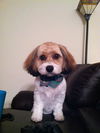 Tuffy