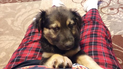 Bear Bear