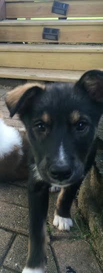 Nala