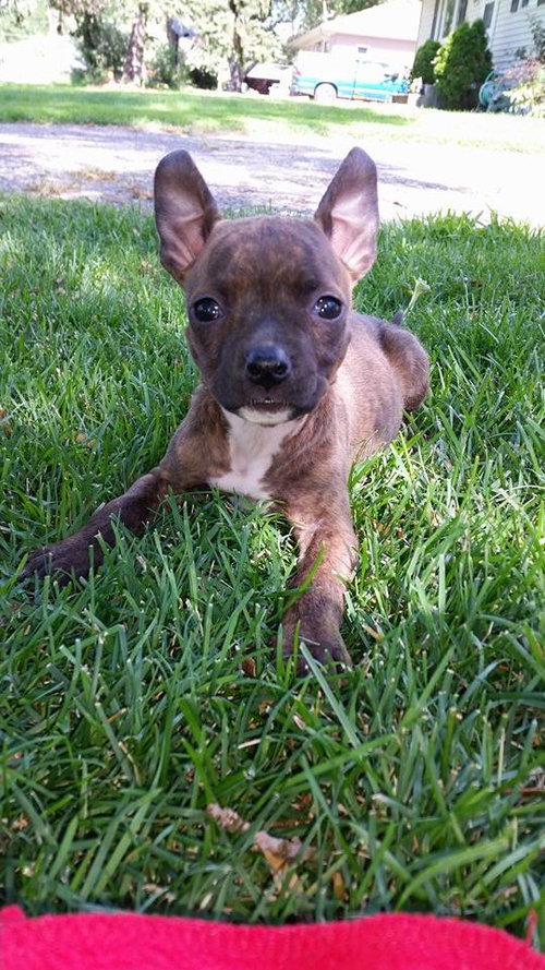 Darla