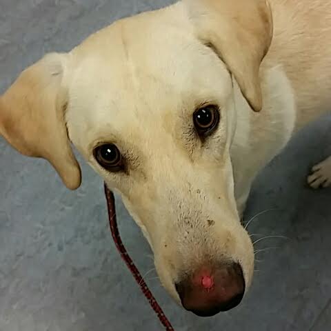Finnegan