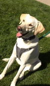 Finnegan