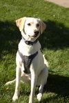 Finnegan