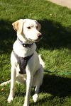 Finnegan