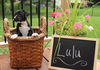 Lulu