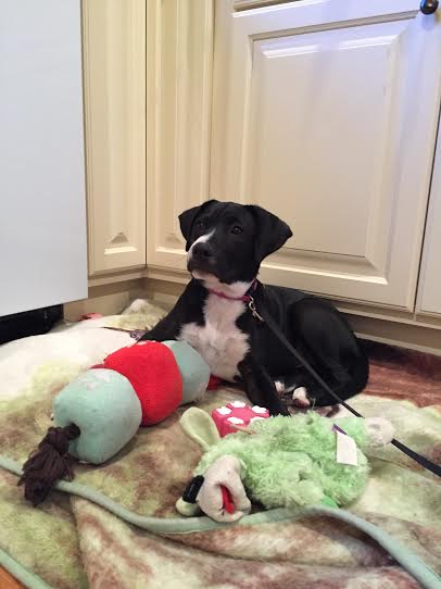 Lulu