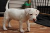 Pearl puppy