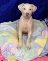 Pearl puppy