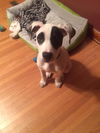 Ollie