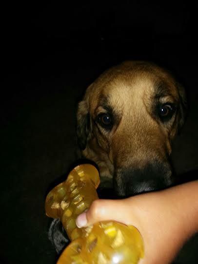 Bear