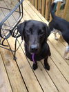 Pepper