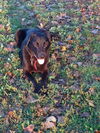 Pepper