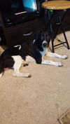 Oreo puppy