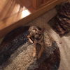 Sampson
