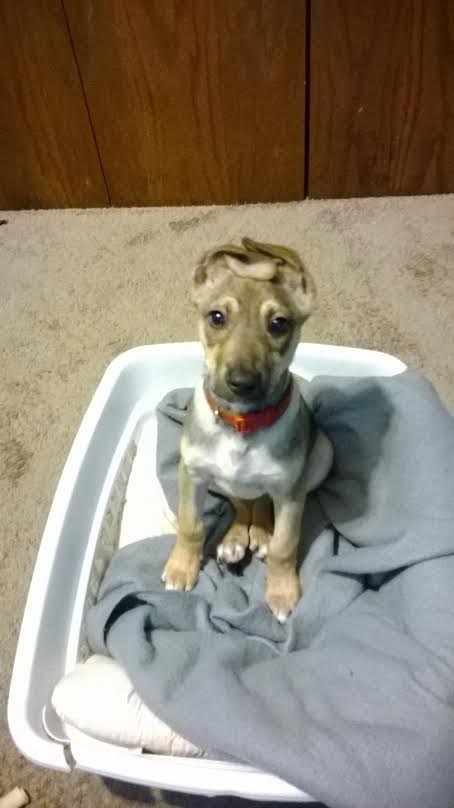 Sampson