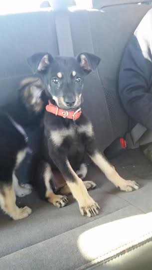 Roxy