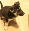 Sammie