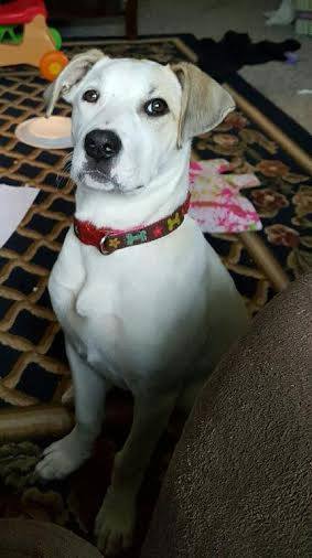 Maggie puppy