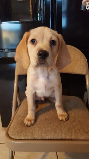 Baxter