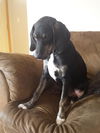 Louie