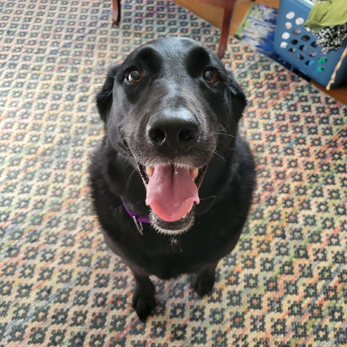 Lulu