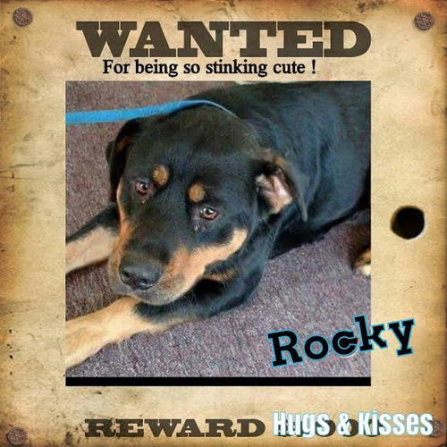 Rocky