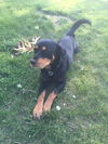 Jasper