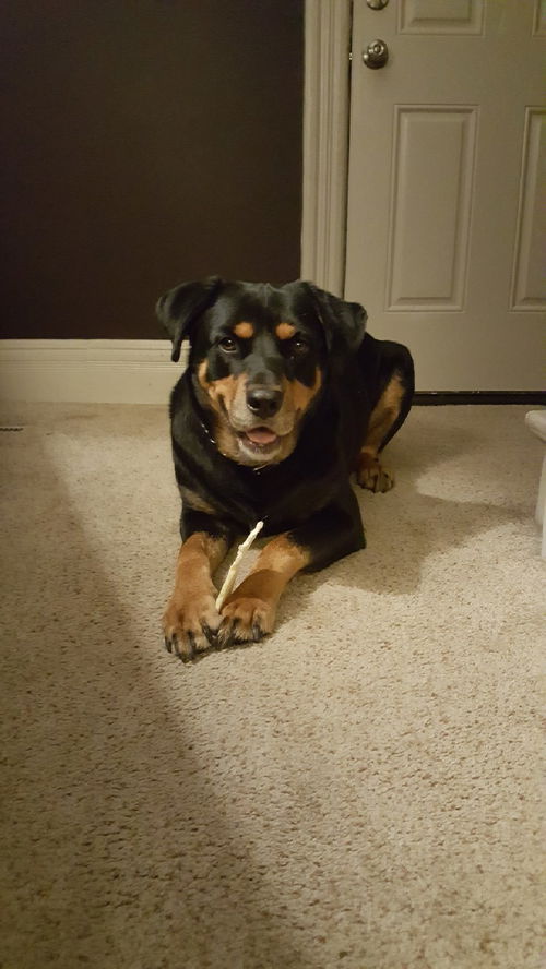 Jasper