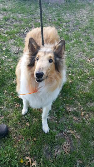 Lassie