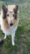 Lassie