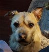adoptable Dog in medina, OH named CISCO KID in PA