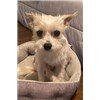 adoptable Dog in portland, OR named RIVER in CA