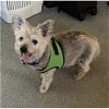 adoptable Dog in portland, OR named DON DIEGO in CA