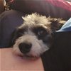 adoptable Dog in medina, OH named FIONN in VA