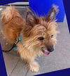 adoptable Dog in  named REDDICK in AZ