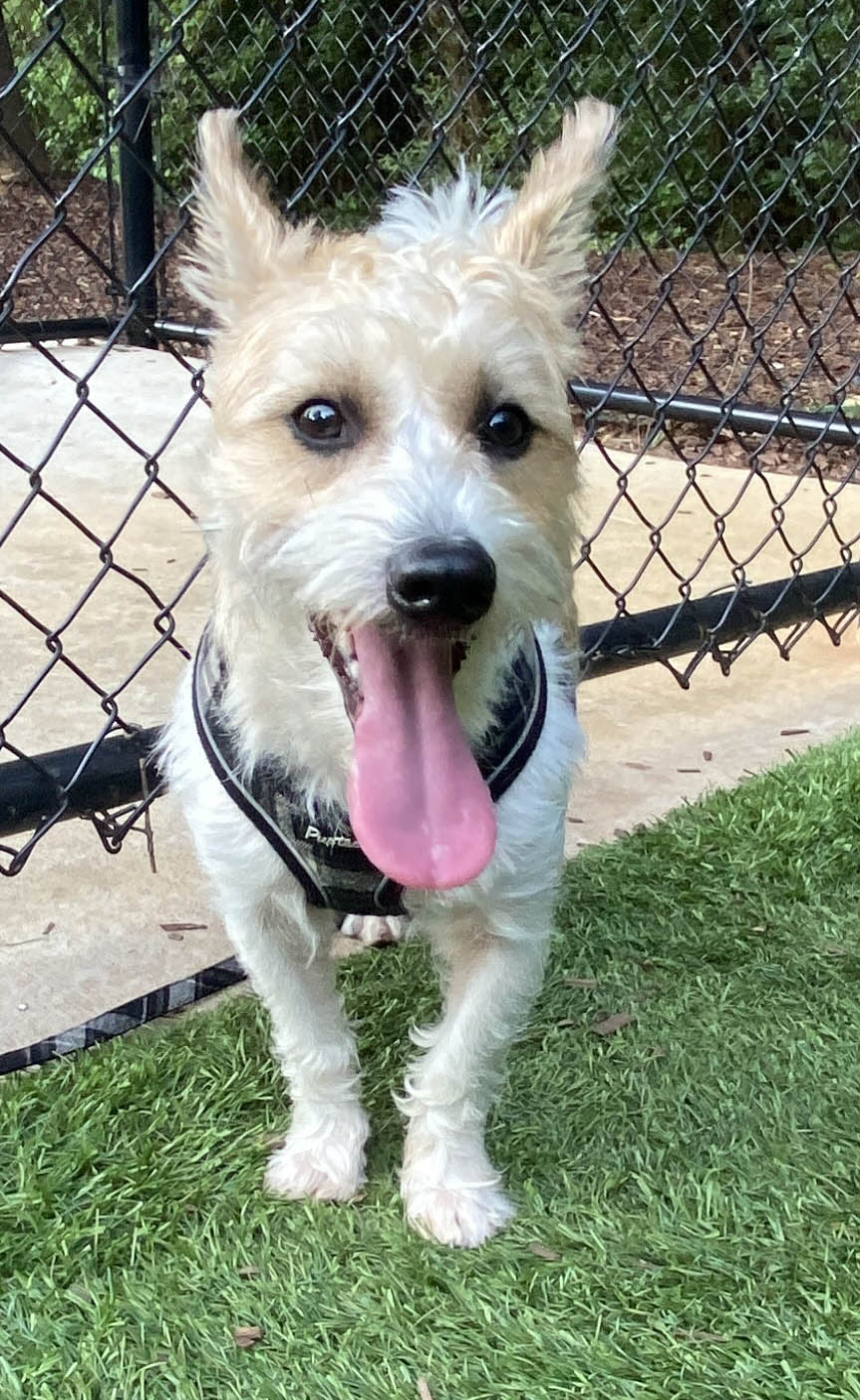 adoptable Dog in Ponte Vedra Beach, FL named LOUIE in NC