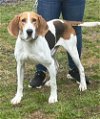 adoptable Dog in warrenton, VA named Tweedledum
