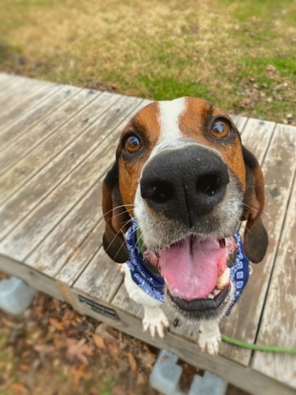 adoptable Dog in Warrenton, VA named Elroy