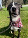adoptable Dog in warrenton, WA named Gloria