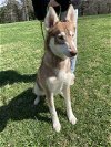 adoptable Dog in warrenton, VA named Laddy