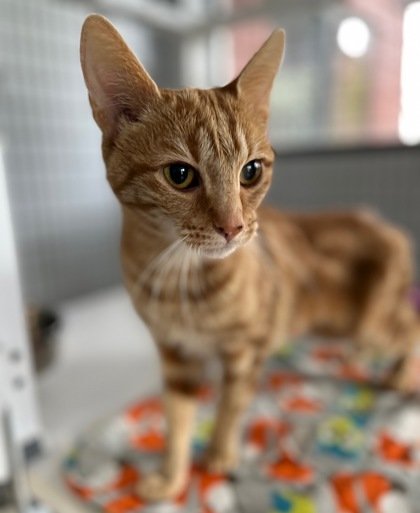adoptable Cat in Warrenton, VA named Hibiscus