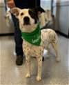 adoptable Dog in warrenton, VA named Suly