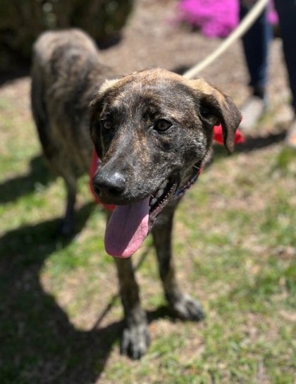 adoptable Dog in Warrenton, VA named Acadia