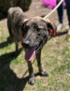adoptable Dog in warrenton, VA named Acadia