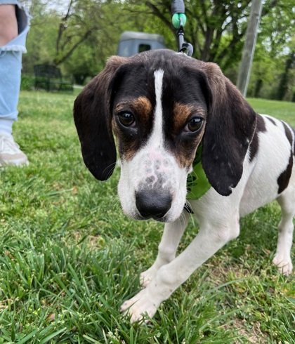 adoptable Dog in Warrenton, VA named Bruh